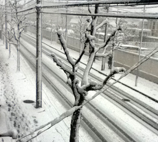 名古屋　雪　写真 2012年2月2日。