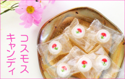 コスモス　飴